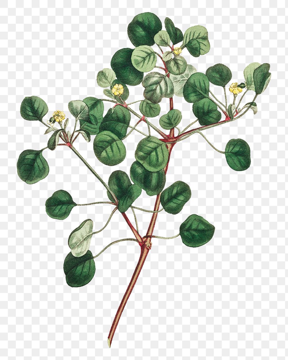 Vintage Euphorbia Petiolaris (Manchineel berry) plant