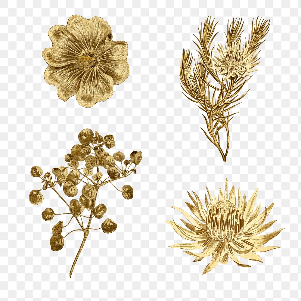 Blooming gold flower illustration set | Premium PNG - rawpixel