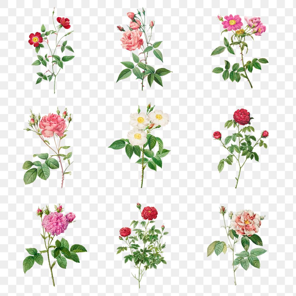 Vintage rose flower transparent png  collection