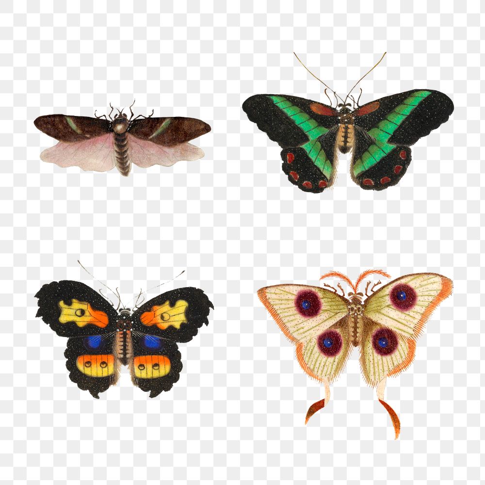 Butterflies, moth and insect vintage png illustration set