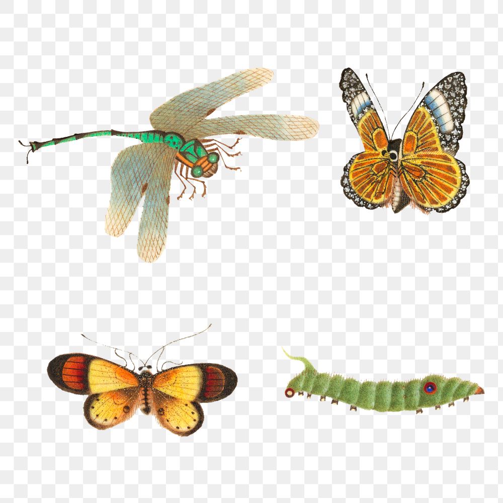 Insect png vintage illustration collection