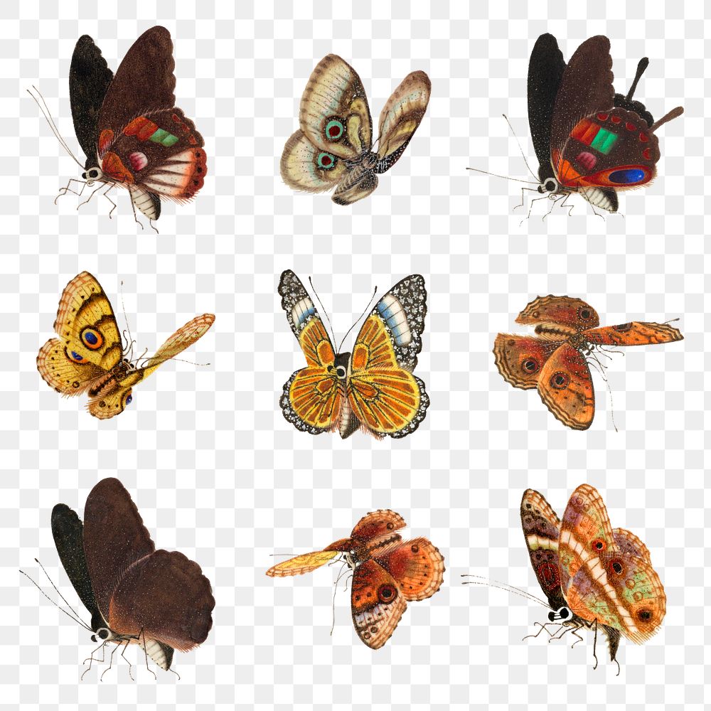 Png Butterfly and moth png vintage drawing collection