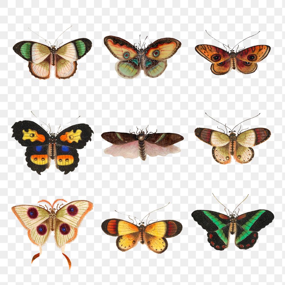 Png butterflies and moths vintage illustration set
