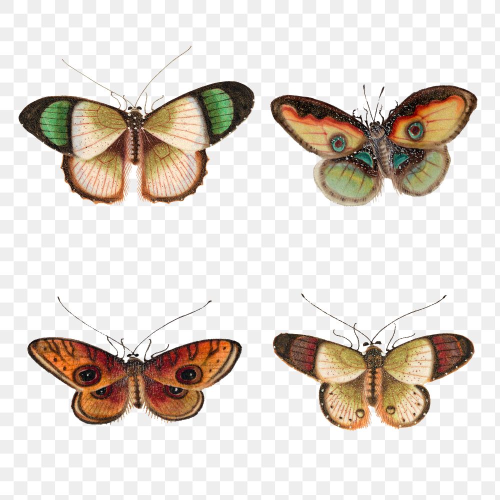Png butterflies and moth vintage illustration set