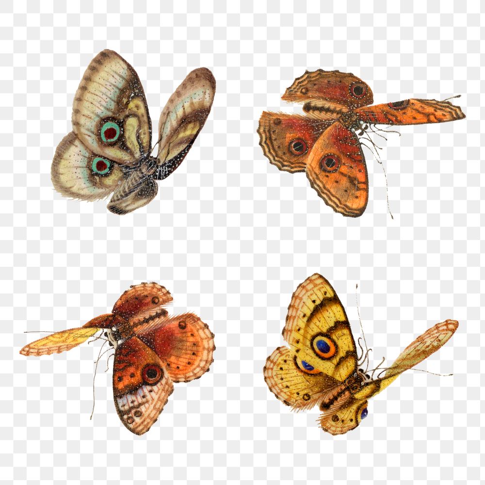 Png butterfly and moth vintage drawing collection