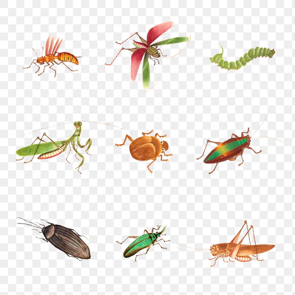 Grasshopper, bug and caterpillar png vintage drawing collection