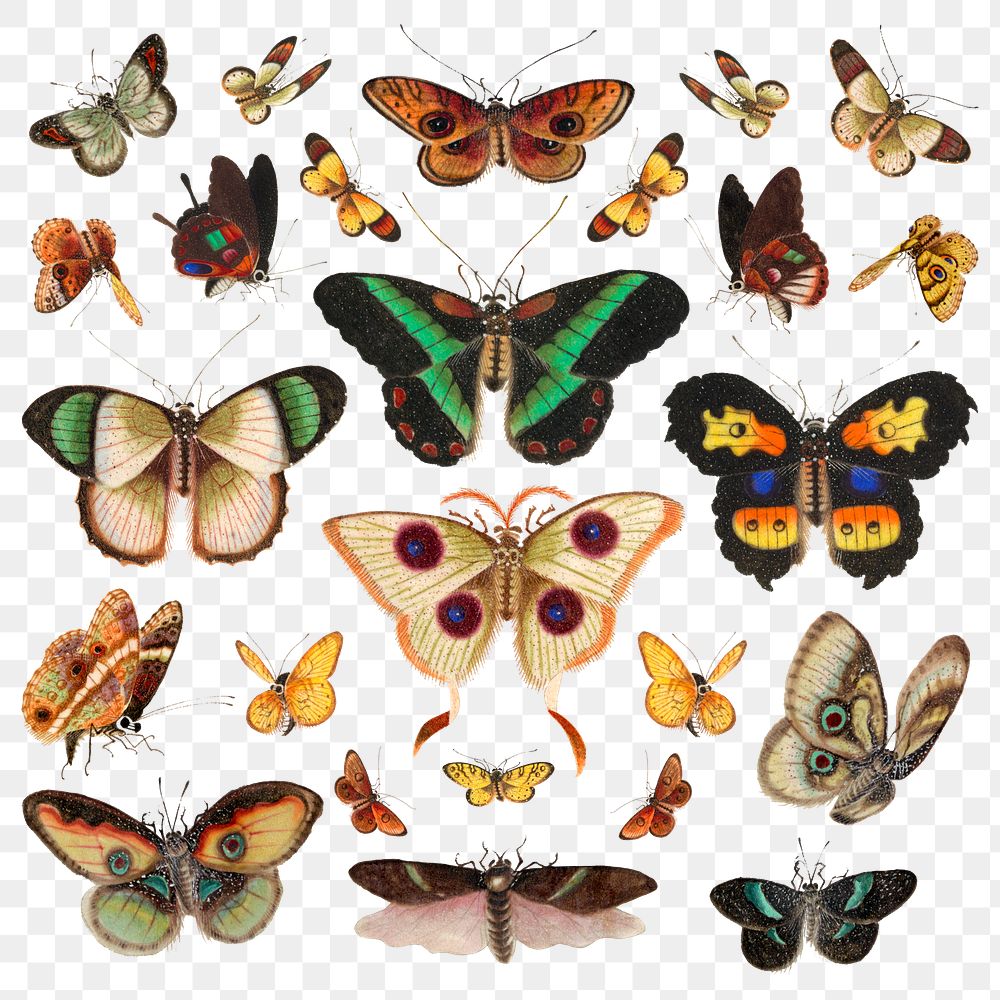 Butterflies and moths png vintage illustration set