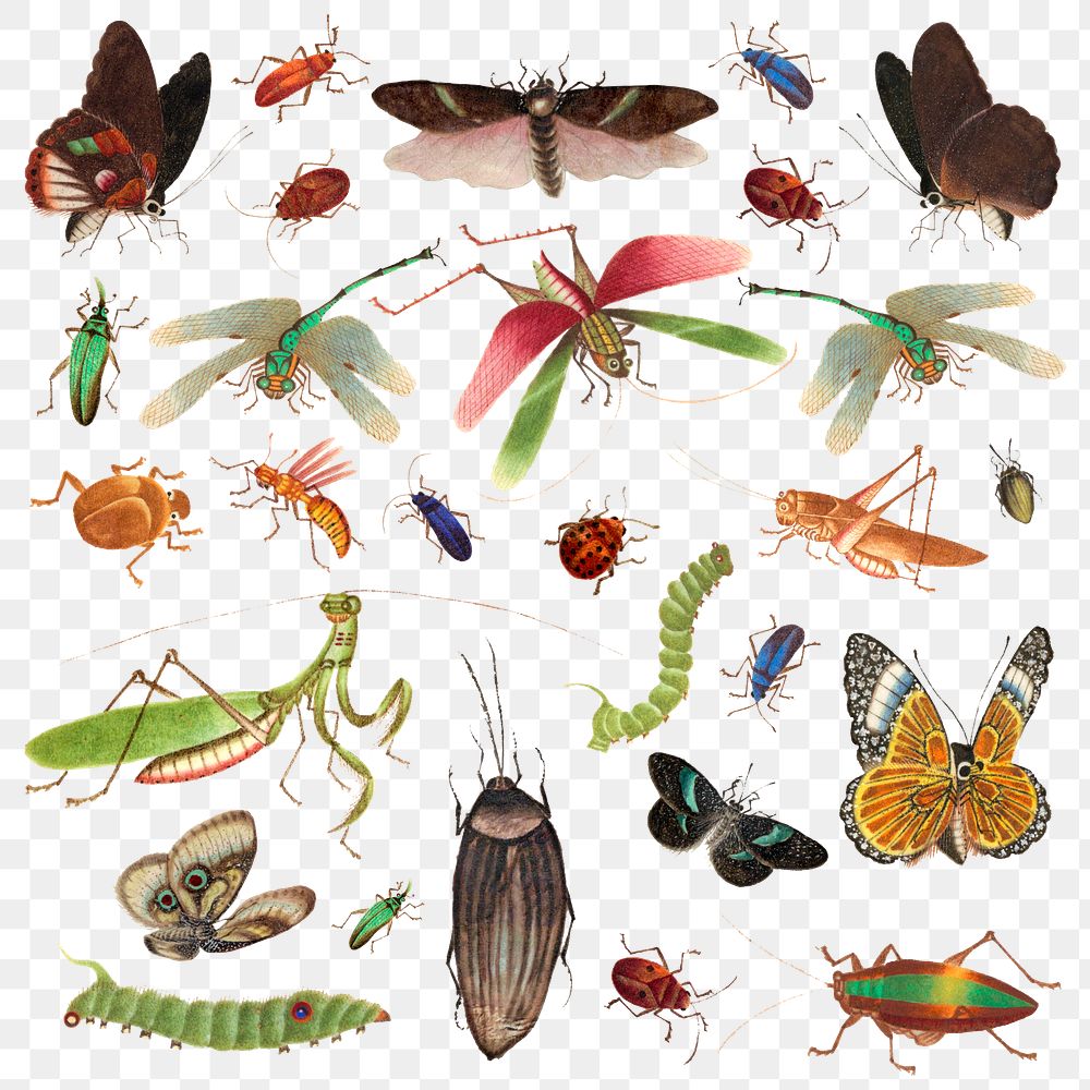 Png butterflies and insects png vintage drawing set