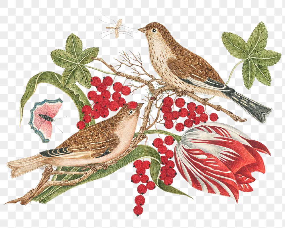 Vintage bird and blossom png illustration, remixed from the 18th-century artworks from the Smithsonian archive. 