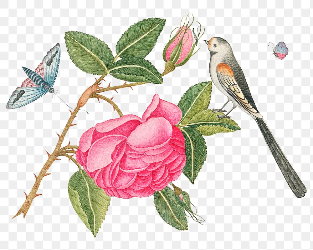 Vintage bird and flowers png illustration, remixed from the 18th-century artworks from the Smithsonian archive.