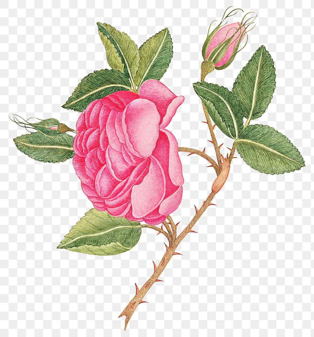 Vintage pink roses png illustration, remixed from the 18th-century artworks from the Smithsonian archive.