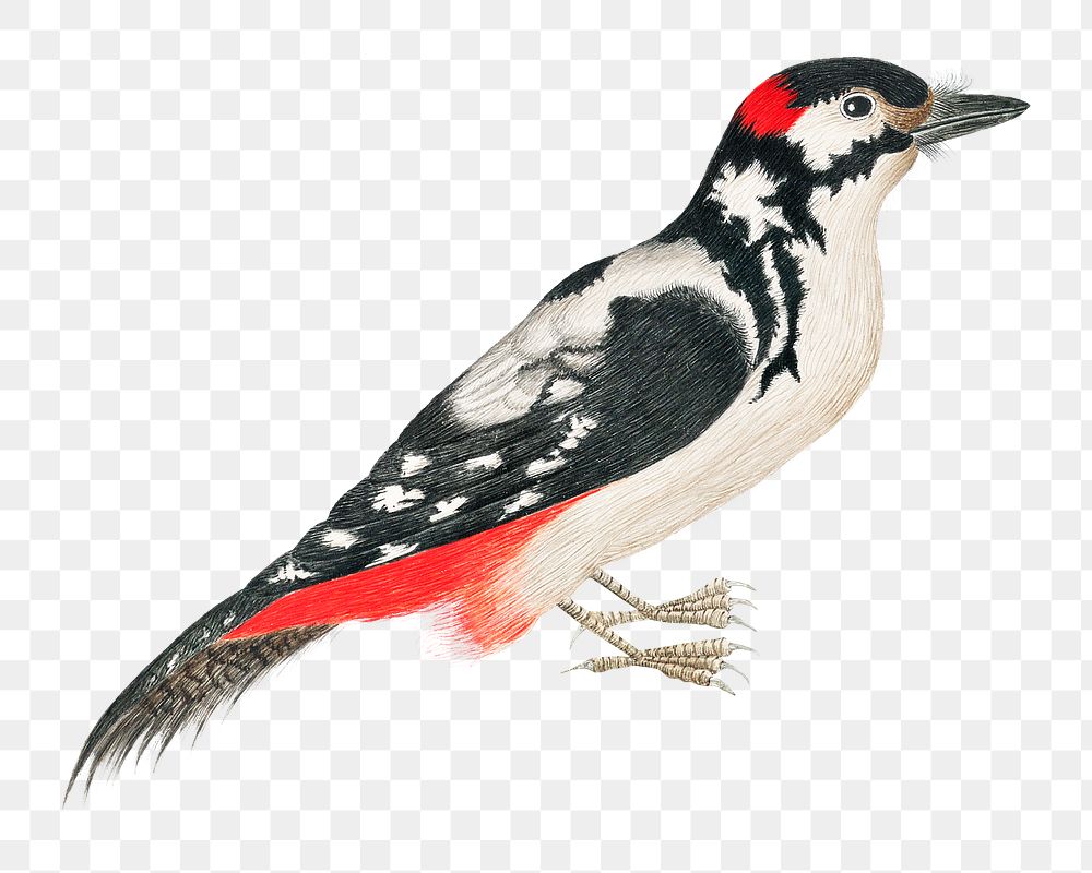 Png black and white mottled bird, remixed from the 18th-century artworks from the Smithsonian archive.