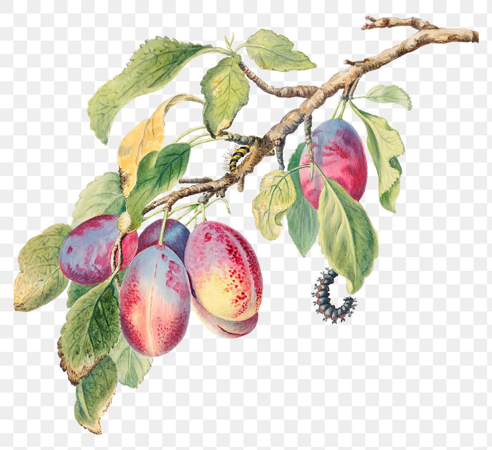 Vintage plums branch with caterpillars png illustration, remixed from the 18th-century artworks from the Smithsonian archive.