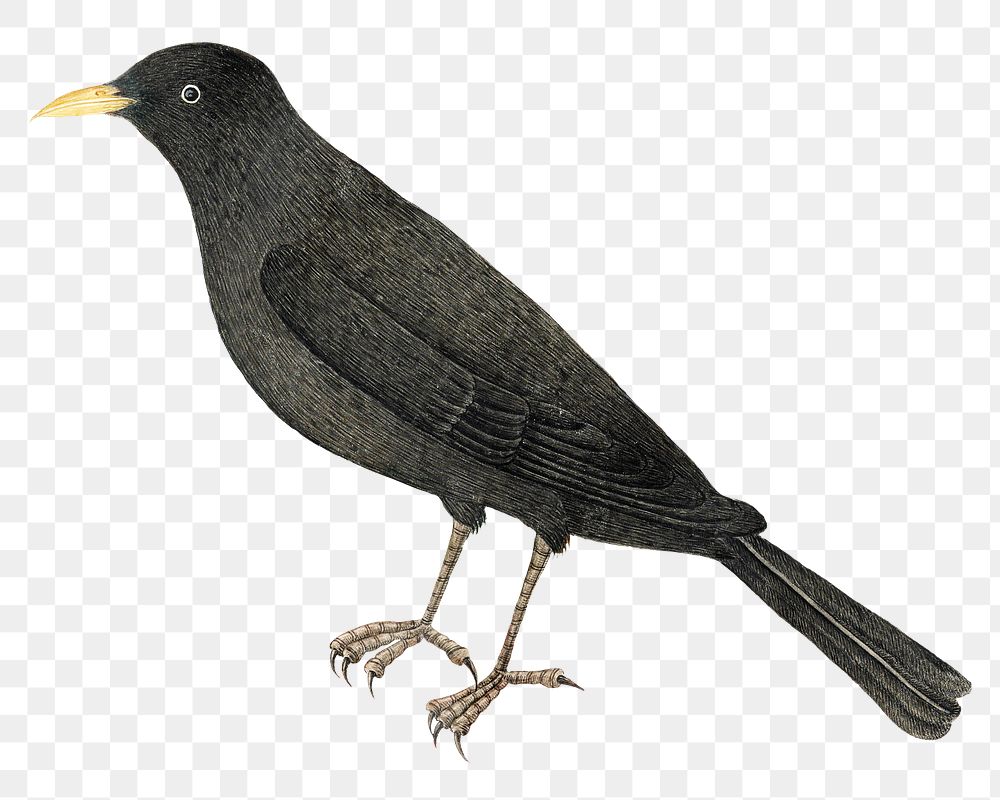 Black bird png, remixed from the 18th-century artworks from the Smithsonian archive.