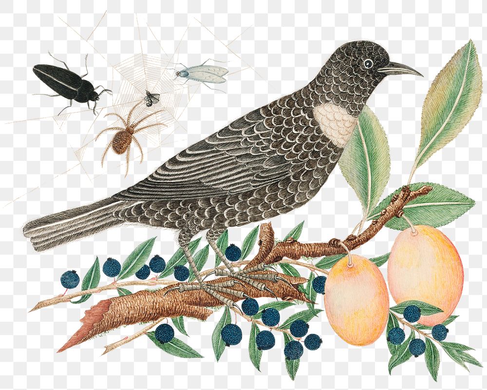 Vintage bird and apricots png illustration, remixed from the 18th-century artworks from the Smithsonian archive.