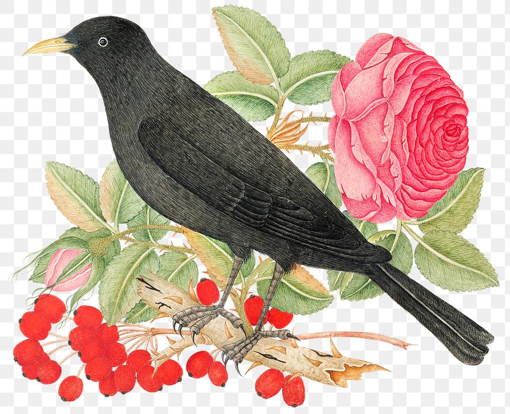 Vintage birds and rose png illustration, remixed from the 18th-century artworks from the Smithsonian archive.