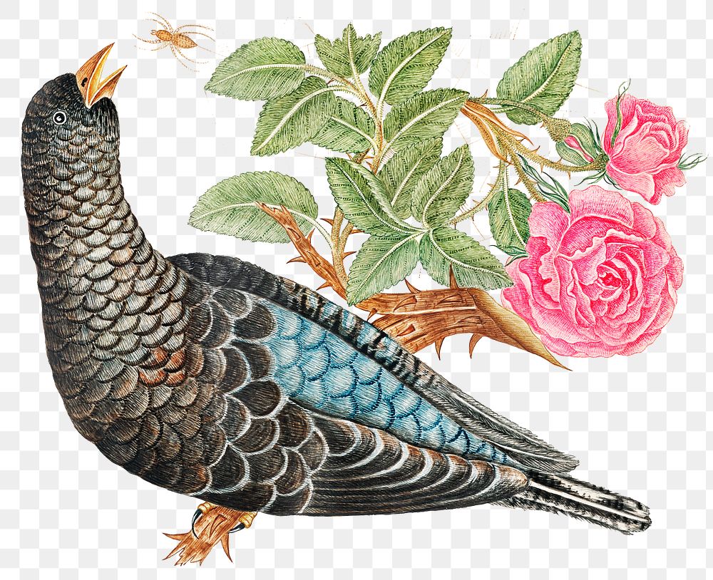 Vintage birds and rose png illustration, remixed from the 18th-century artworks from the Smithsonian archive.