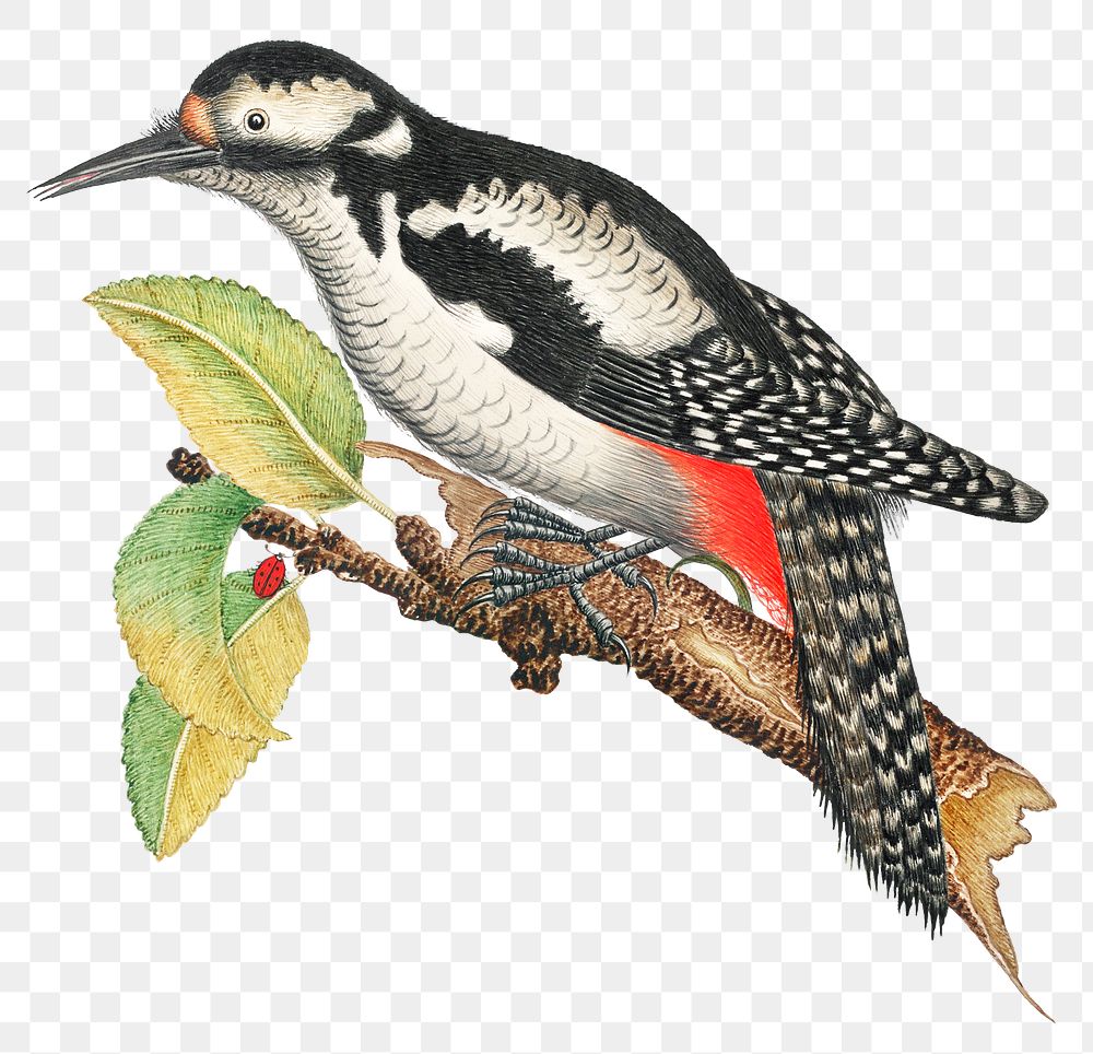 Vintage bird png illustration, remixed from the 18th-century artworks from the Smithsonian archive.
