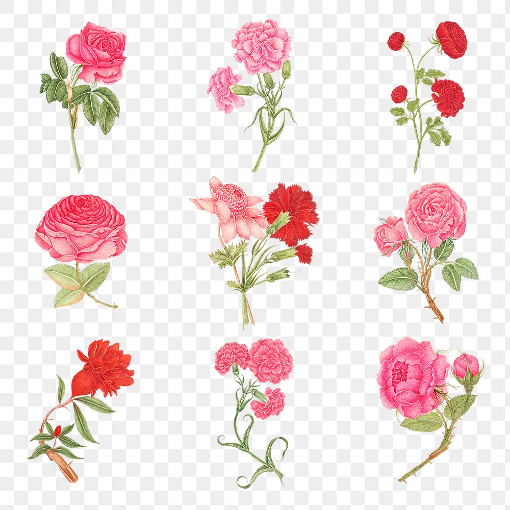 Vintage flowers png illustration set, remixed from the 18th-century artworks from the Smithsonian archive.