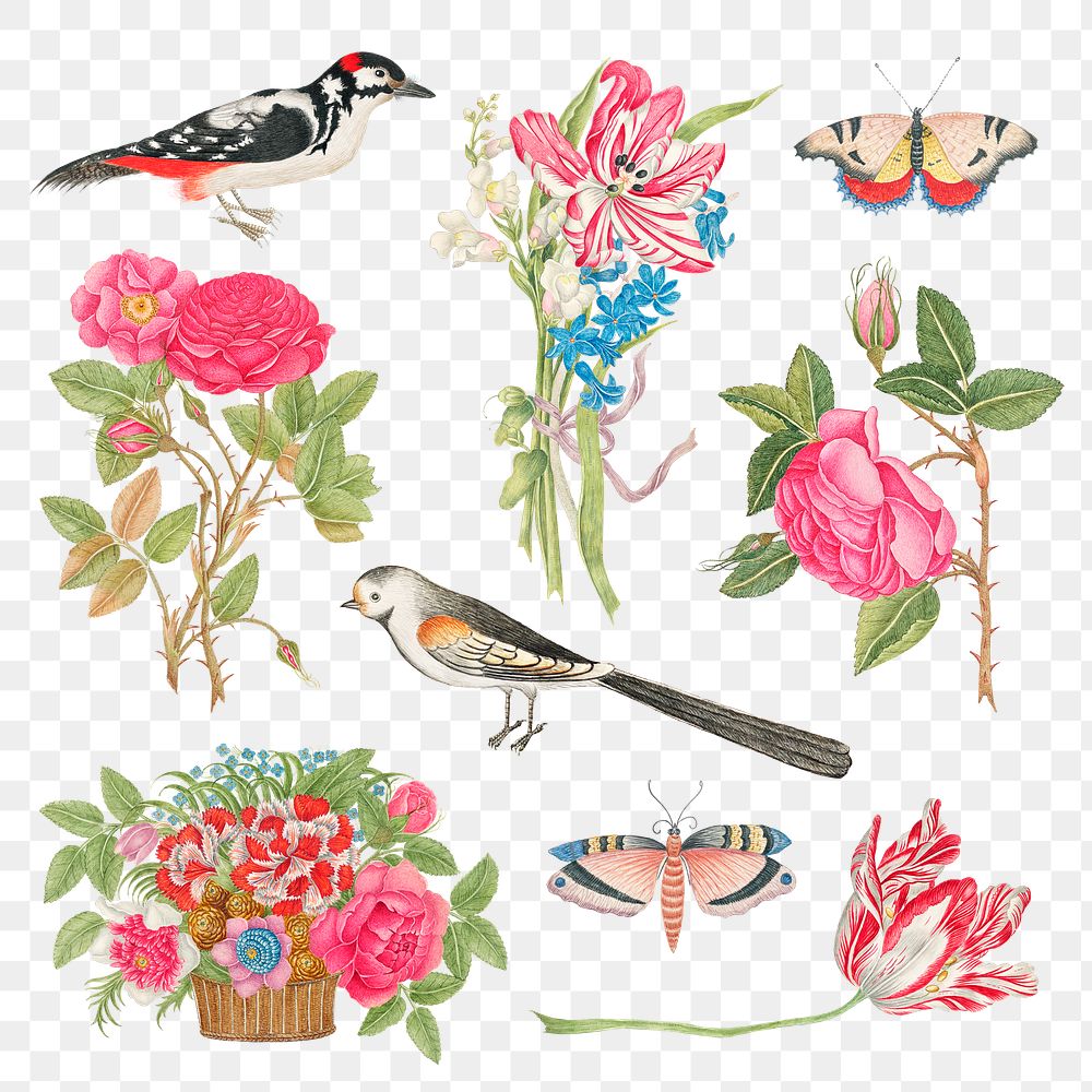 Vintage flowers and birds png illustration set, remixed from the 18th-century artworks from the Smithsonian archive.
