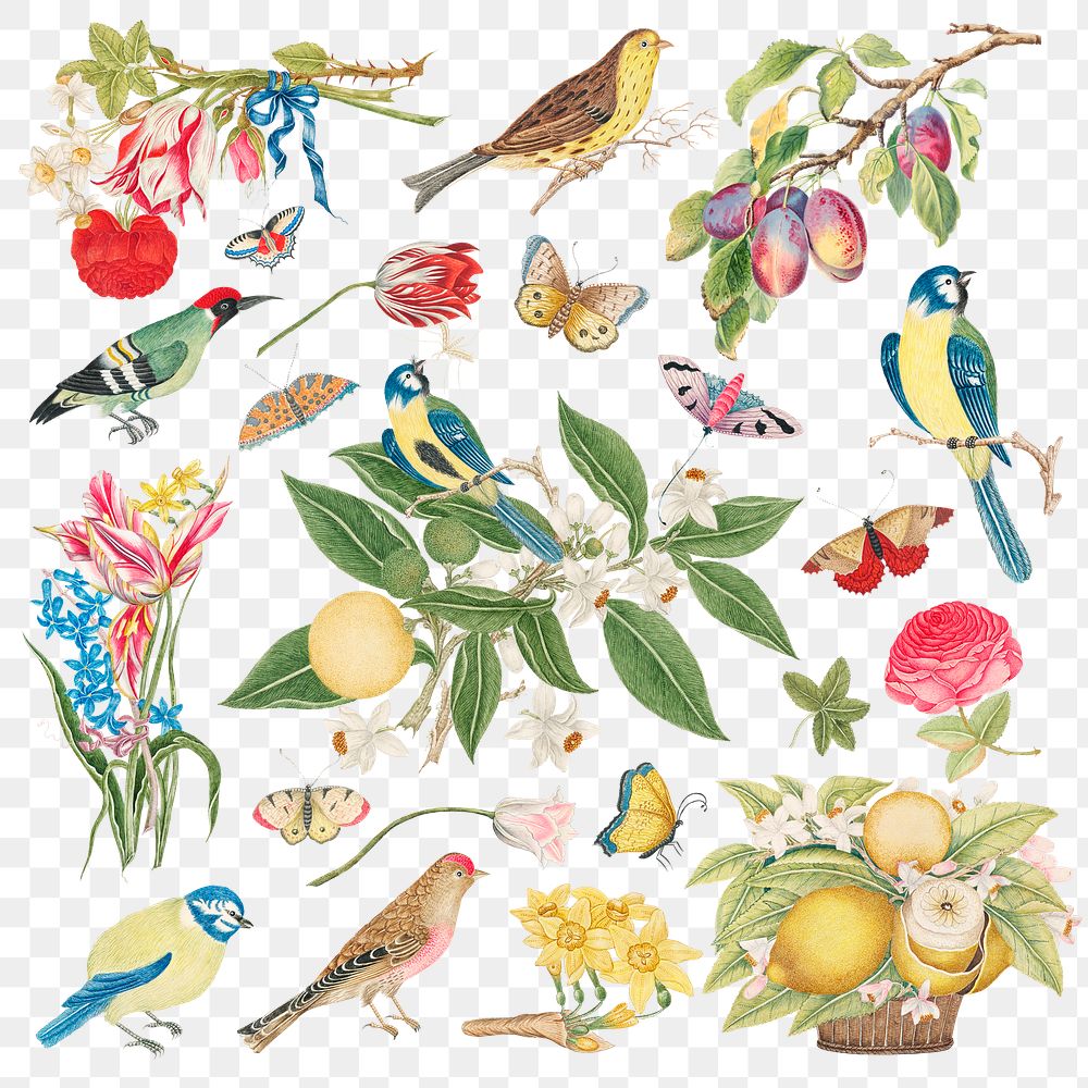 Vintage birds and blossoms png illustration, remixed from the 18th-century artworks from the Smithsonian archive.