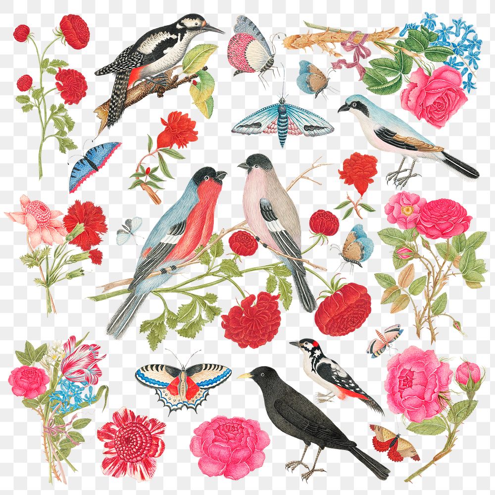 Vintage birds and flowers png illustration set, remixed from the 18th-century artworks from the Smithsonian archive.