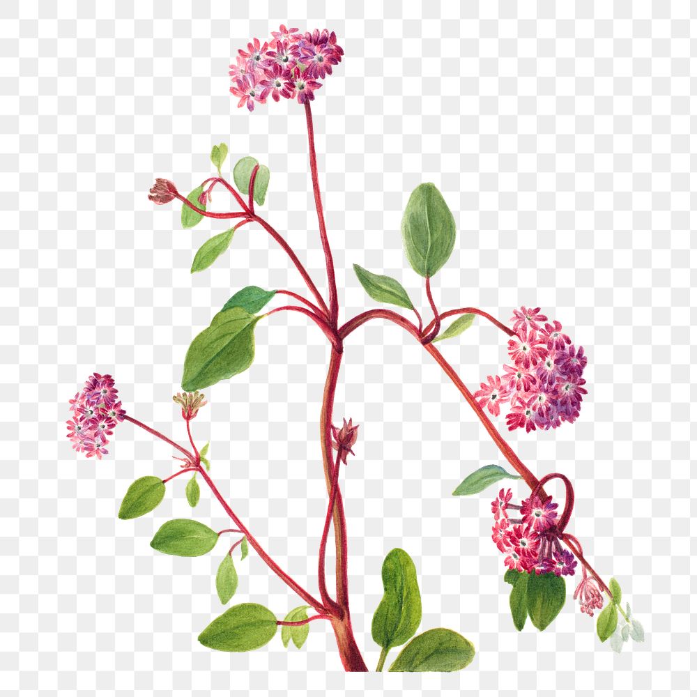 Pink sand verbena blossom png illustration hand drawn