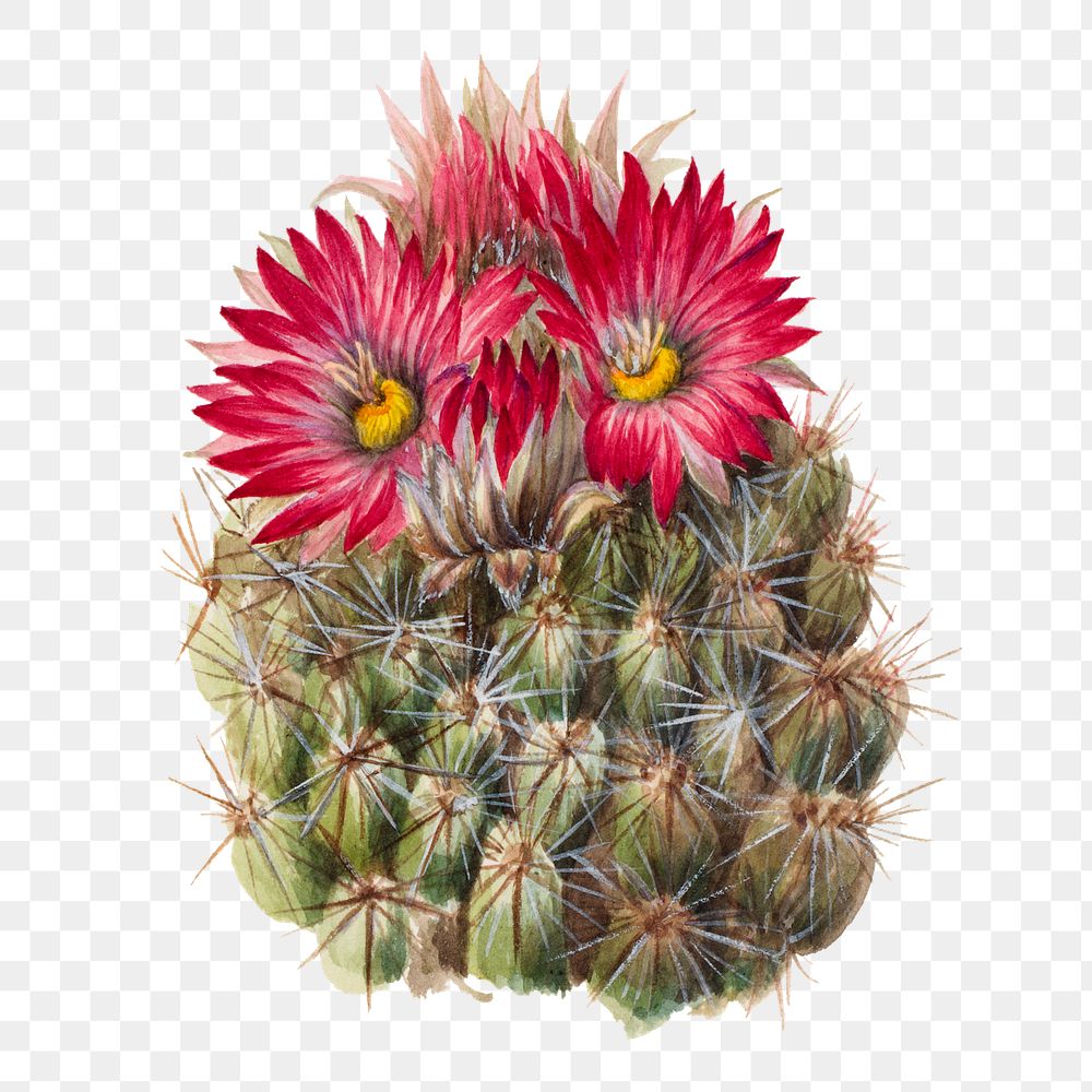 Hedgehog cactus png botanical illustration