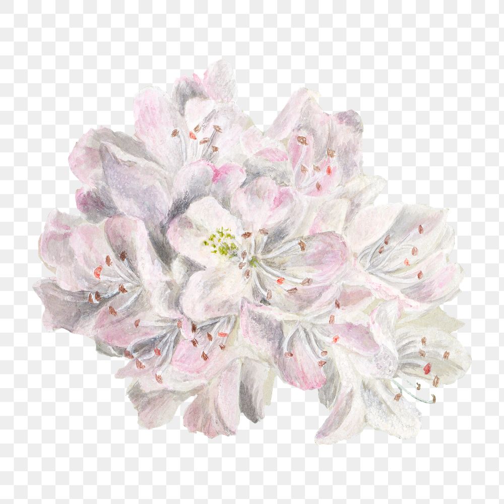 Rhododendron blossom png illustration hand drawn