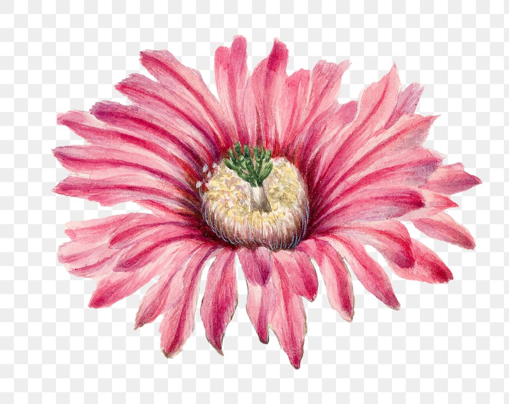 Turkeyhead cactus flower png illustration