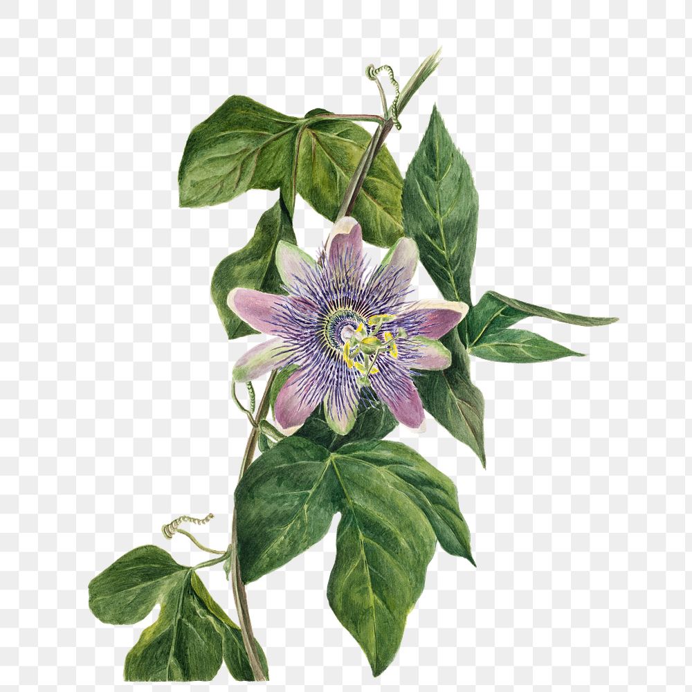 Passion flower png vintage illustration