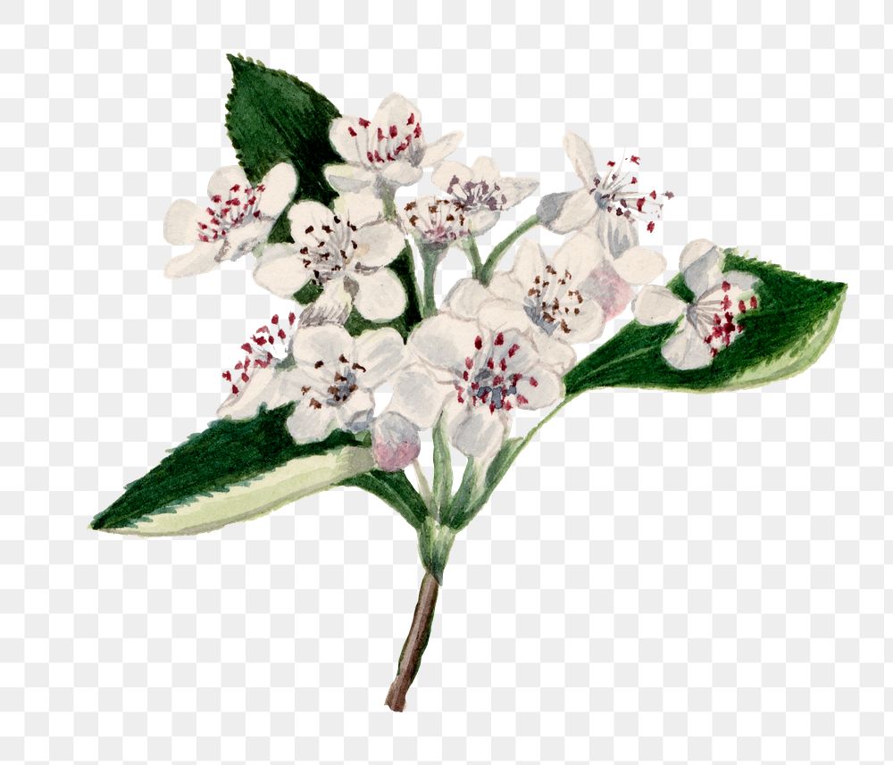 Spring flower red chokeberry png illustration