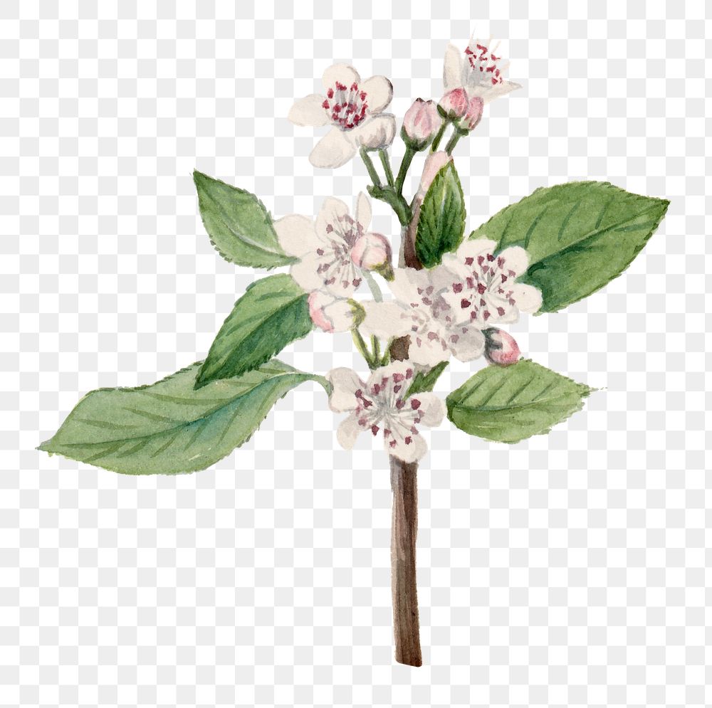 Hand drawn red chokeberry png floral illustration