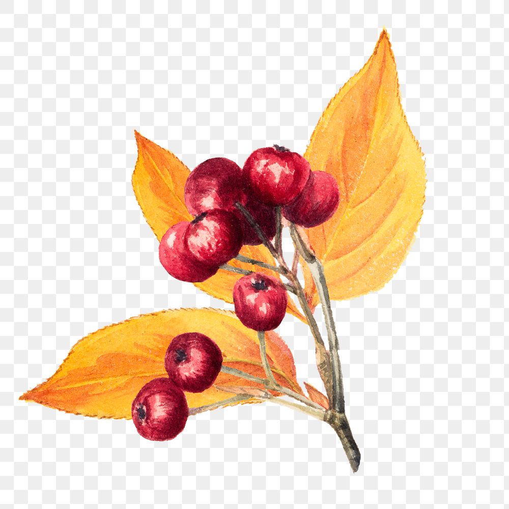 Red chokeberry fruit png illustration