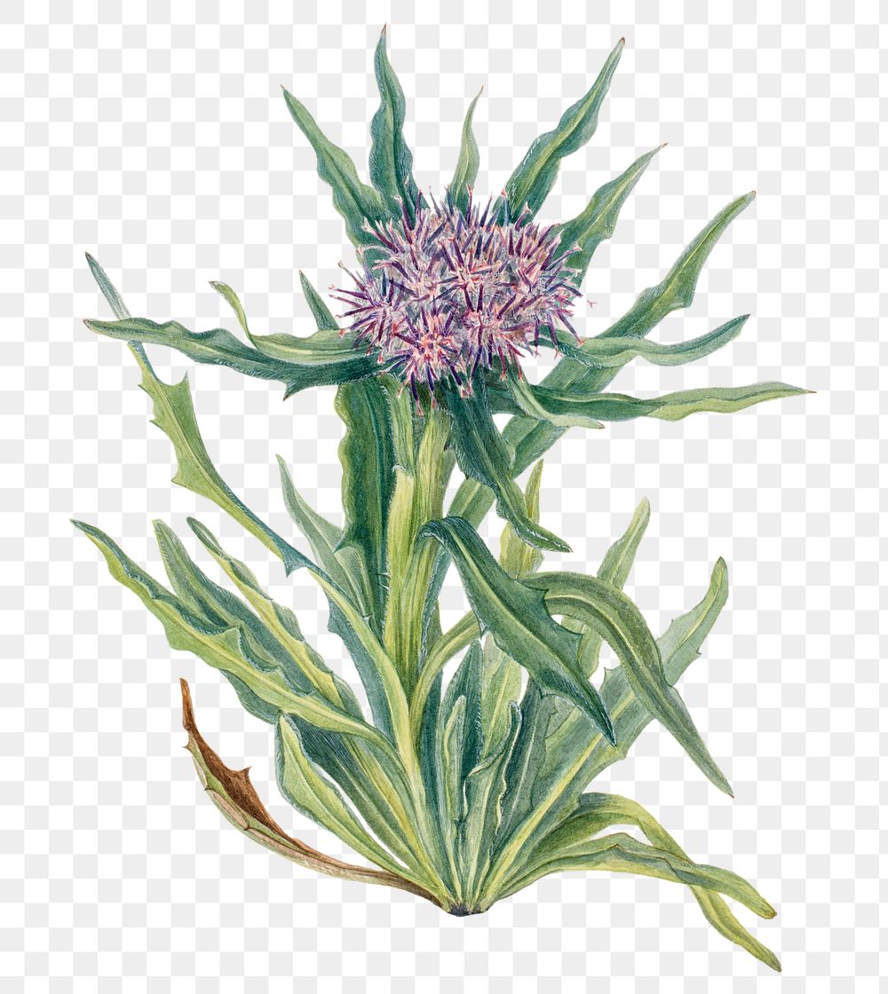 Saussurea flower png botanical illustration watercolor