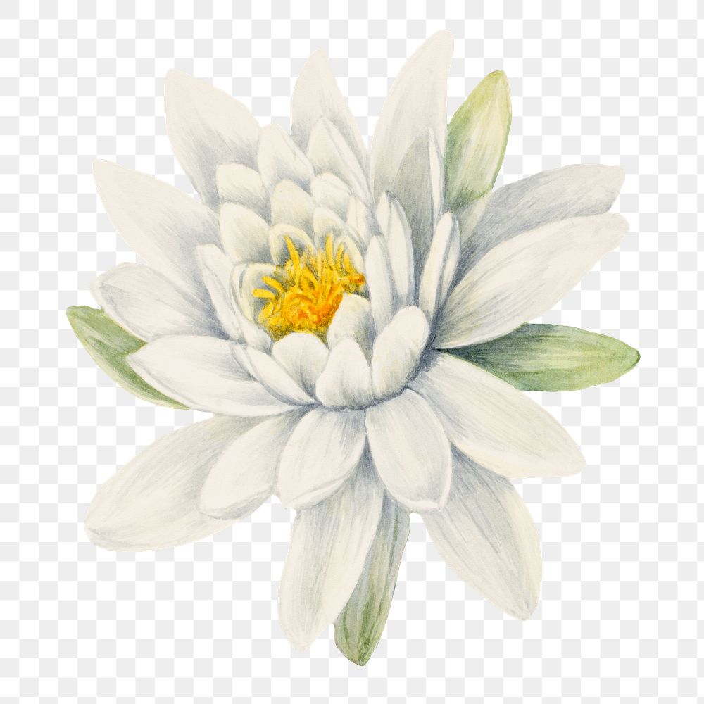 White american waterlily flower png watercolor botanical illustration 