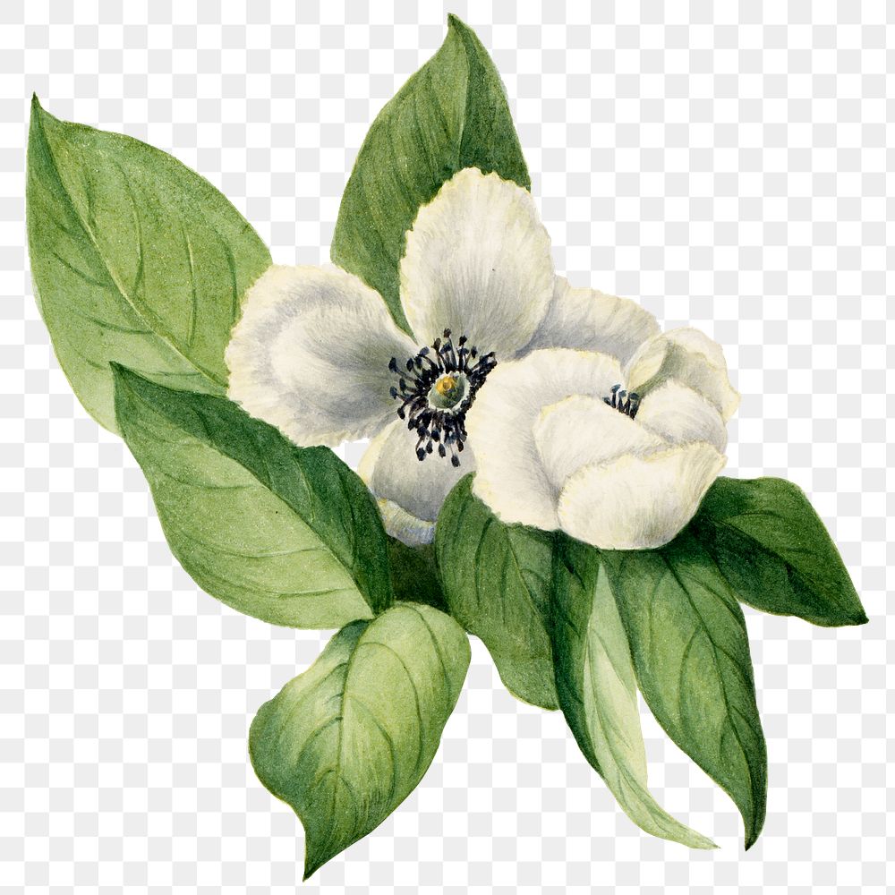 White virginia stewartia flowers png botanical illustration watercolor