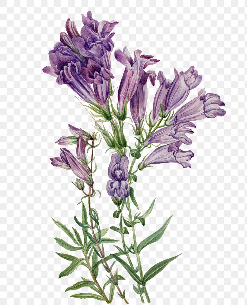 Purple pentstemon png botanical illustration watercolor