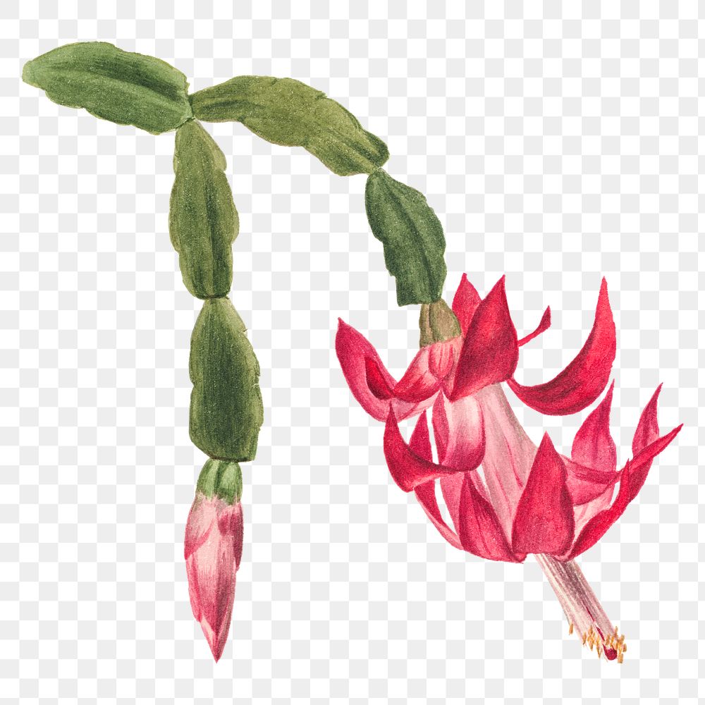 Pink flower png botanical illustration watercolor