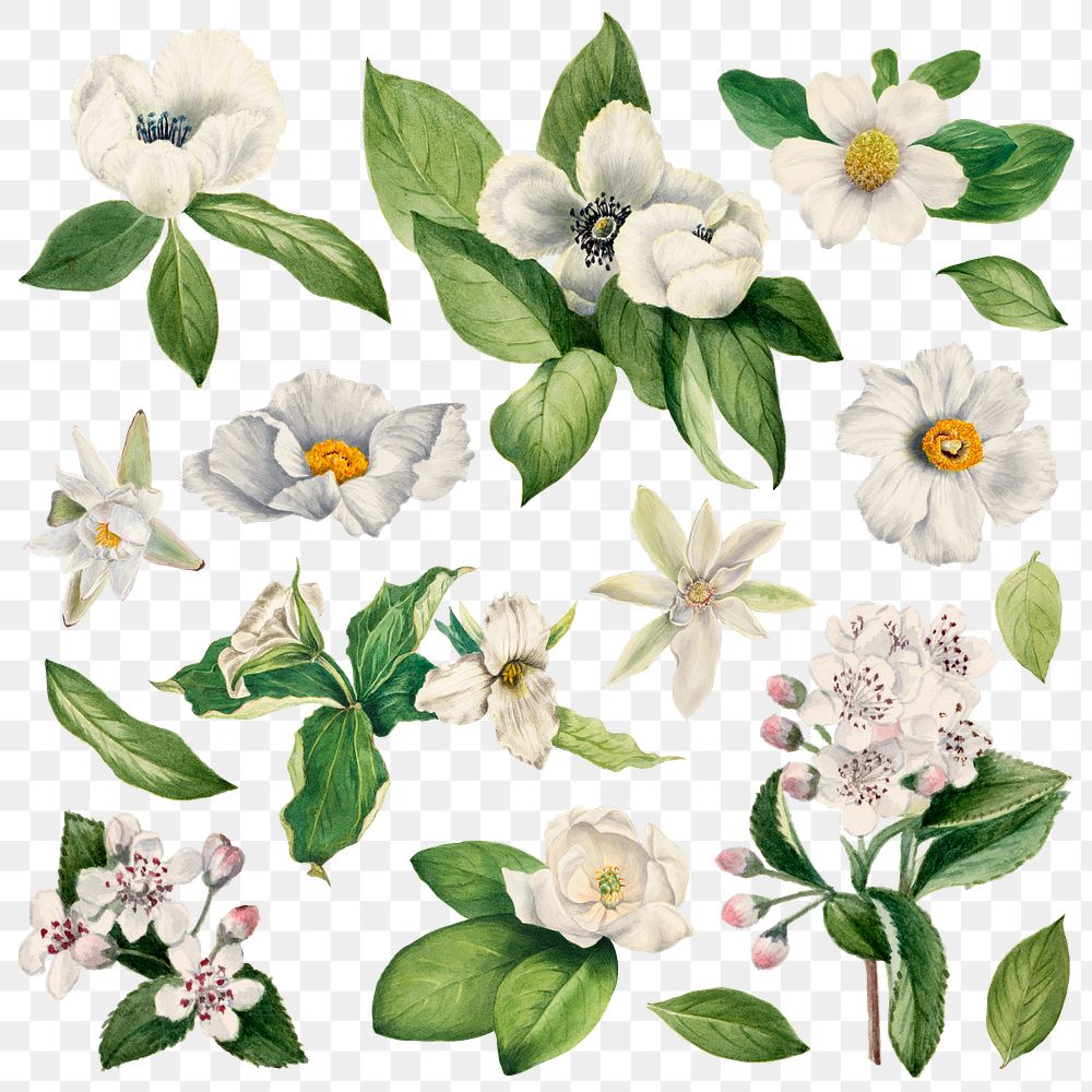 Vintage white flower blooming png illustration watercolor set