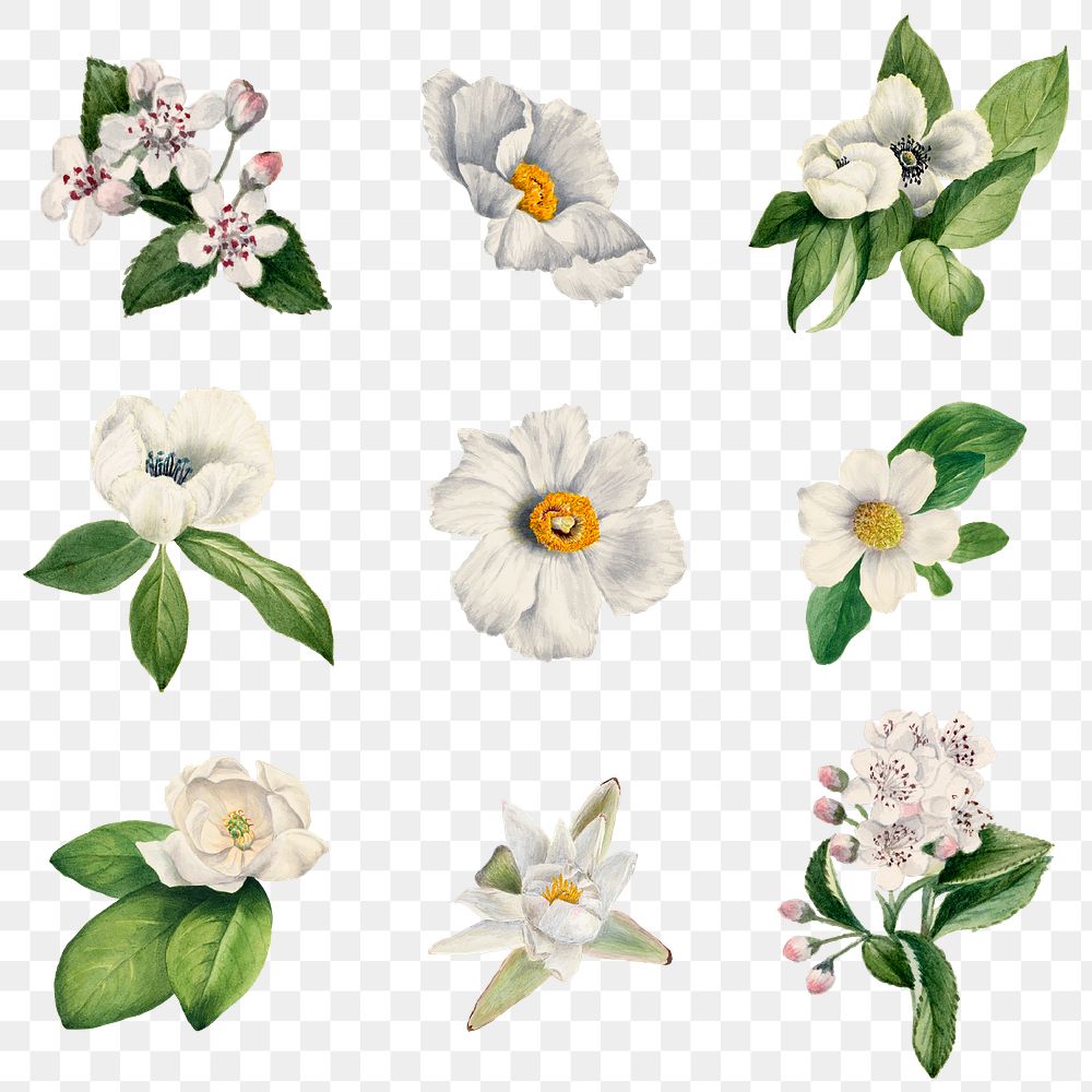 White wild flower png botanical illustration set