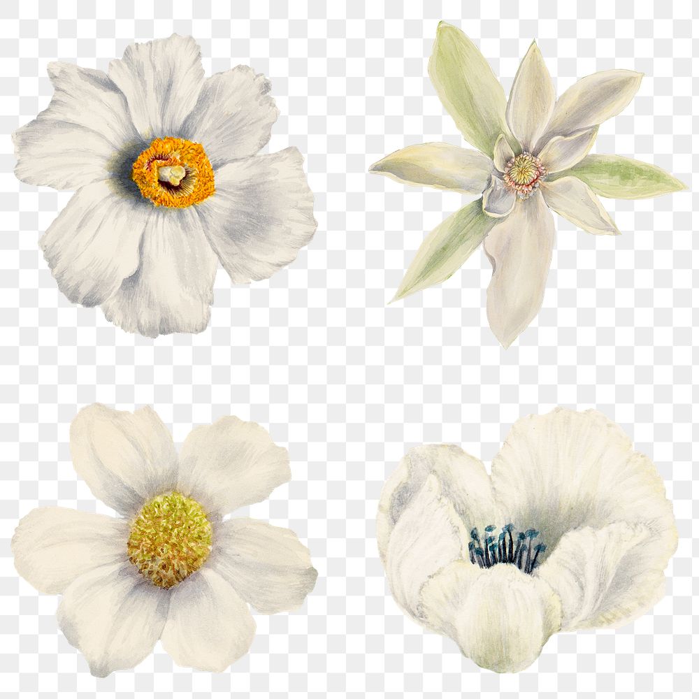 Hand drawn white flowers png floral sticker set