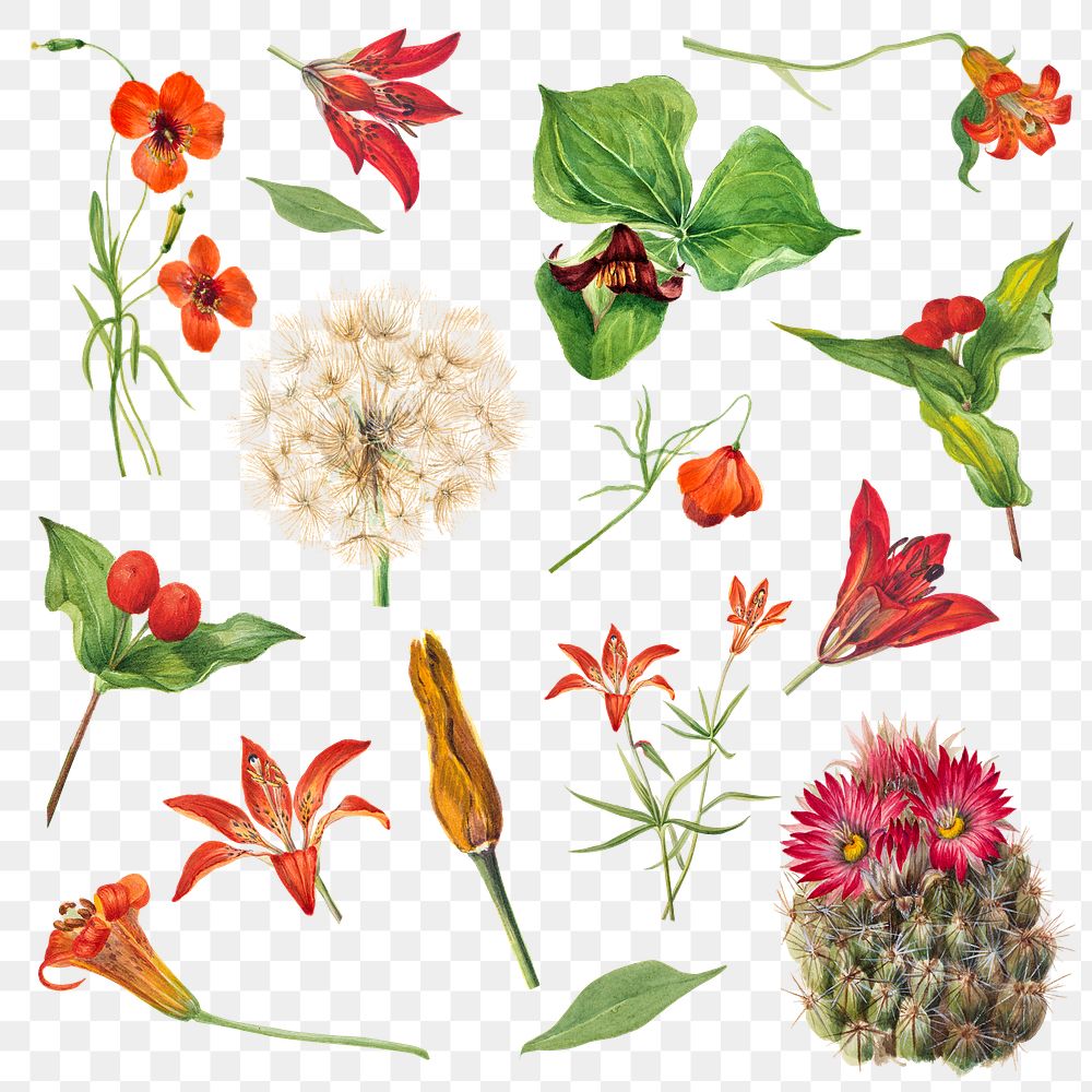Vintage red, orange and pink flower png botanical drawing set