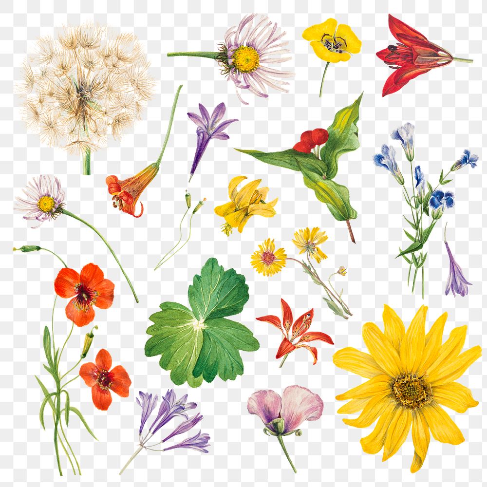 Colorful png blooming flowers botanical sticker set