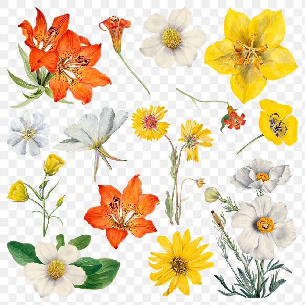 Png blooming colorful flowers botanical illustration set