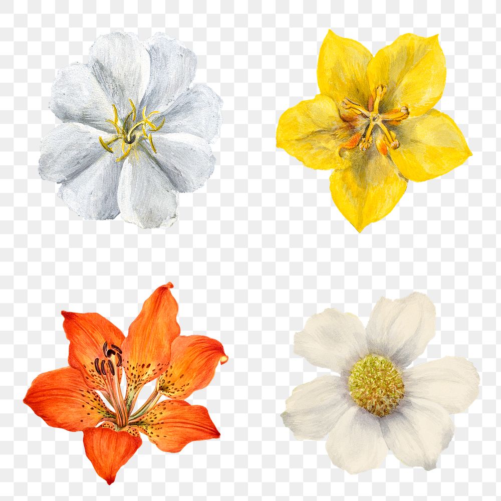 Wild flowers png botanical illustration set