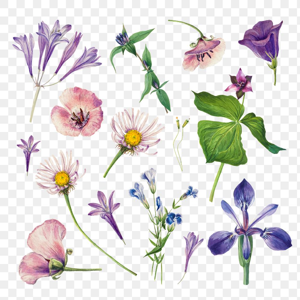 Purple wild flowers png illustration hand drawn set