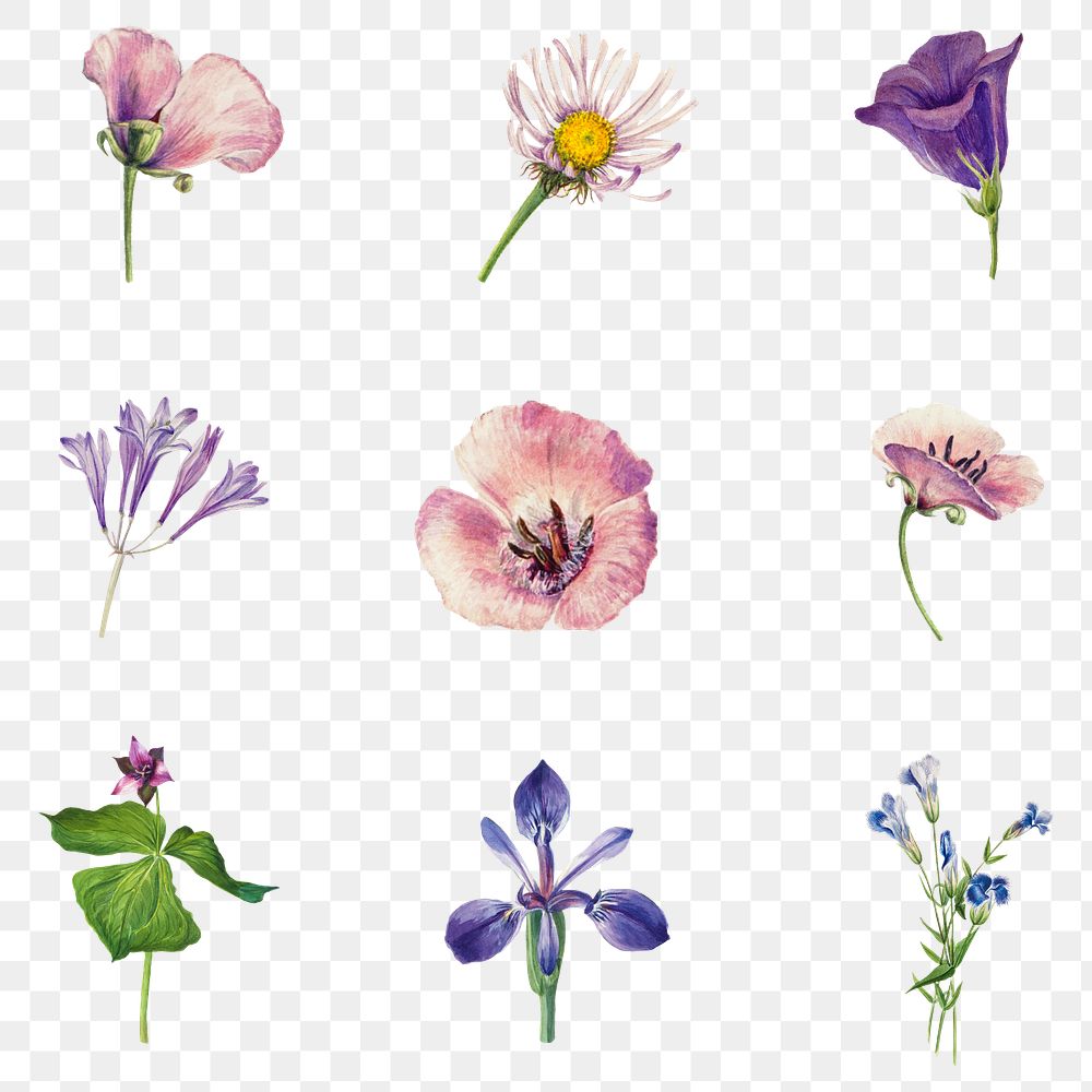 Wild flowers blossom set png illustration sticker