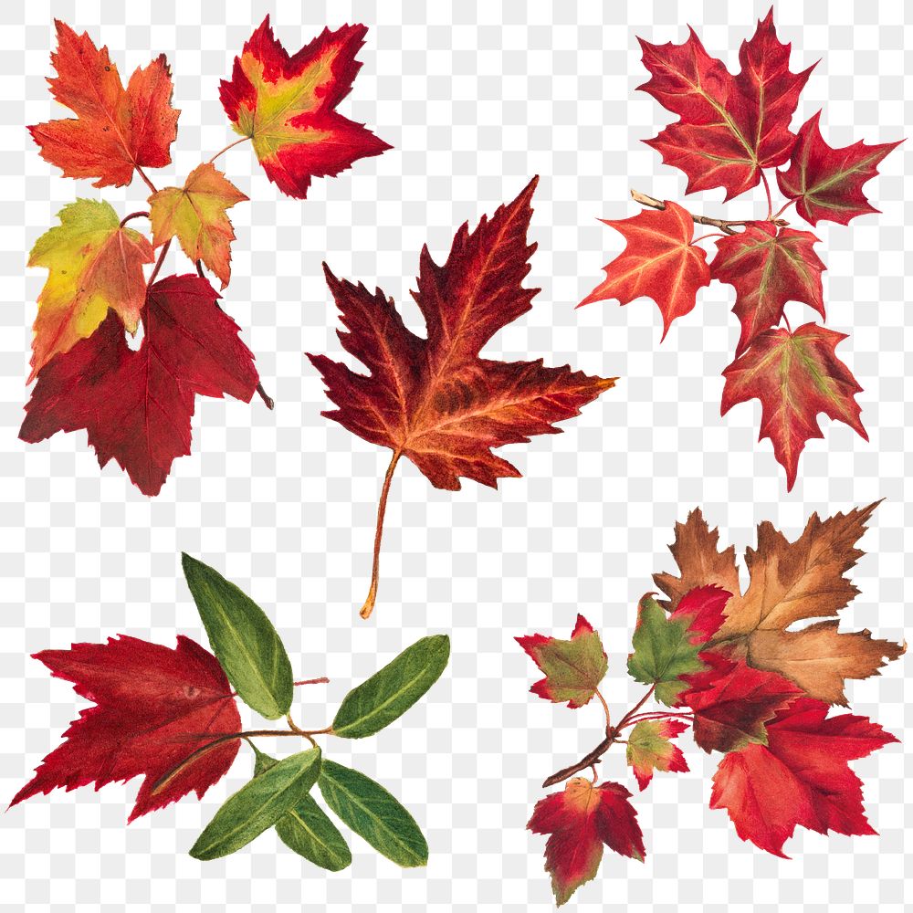 Autumn leaves set png botanical illustration sticker