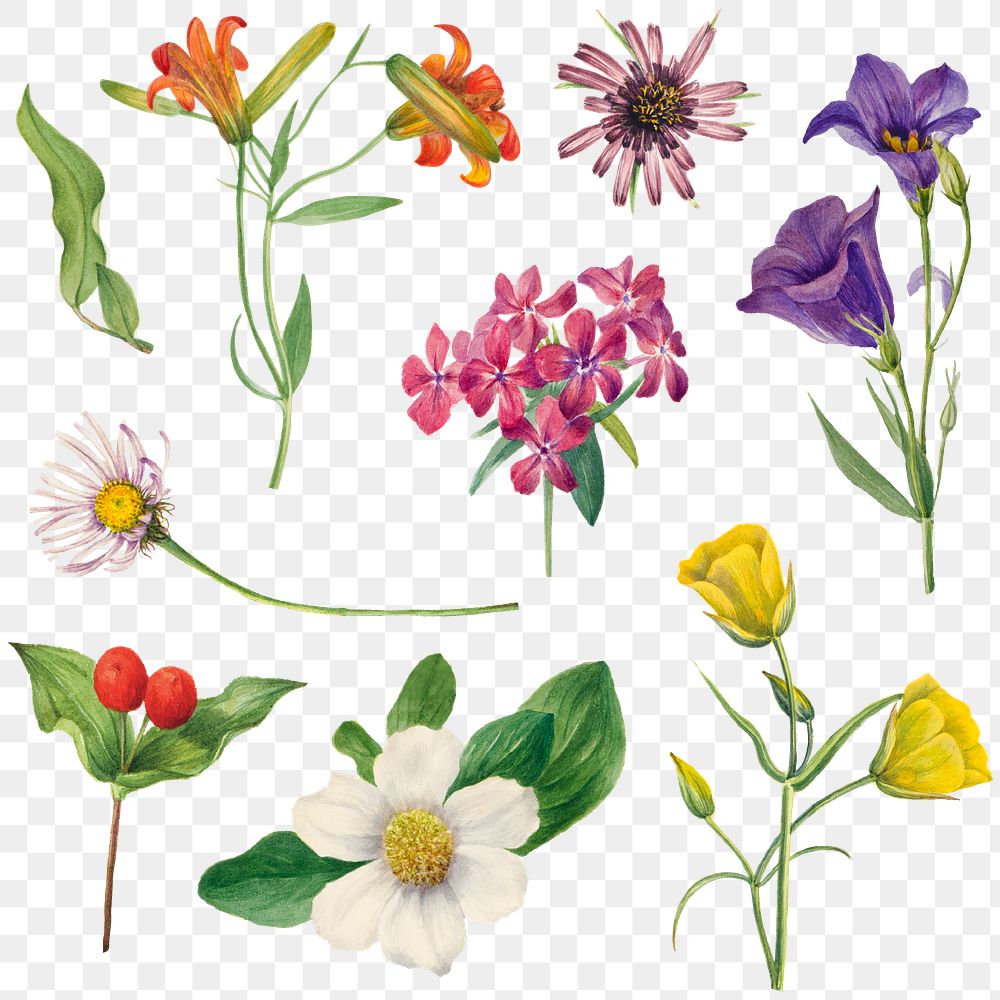 Blooming flowers png botanical drawing sticker set